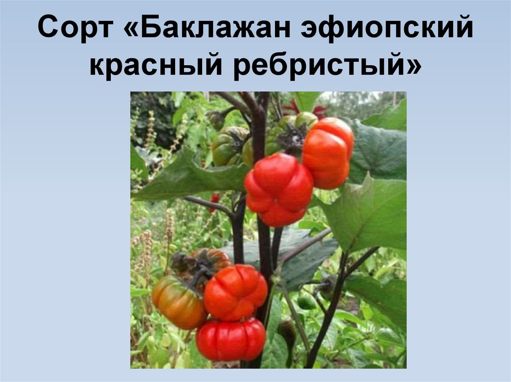 Сорт «Баклажан эфиопский красный ребристый»