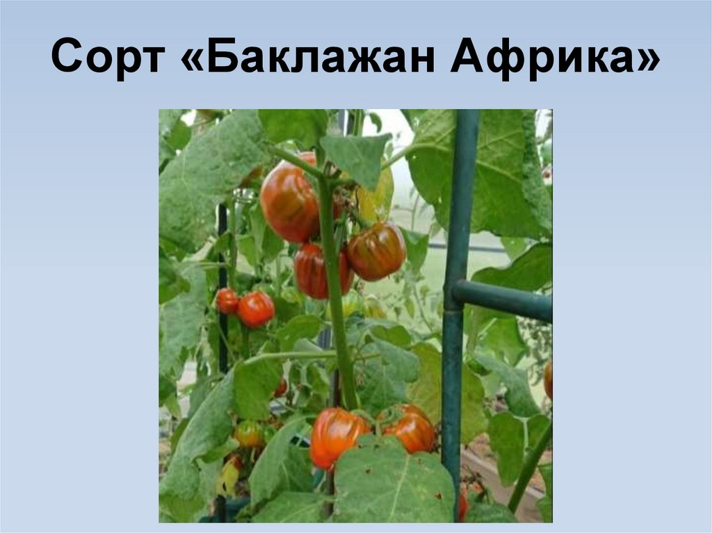 Сорт «Баклажан Африка»