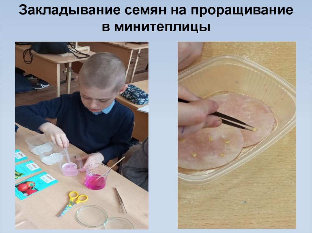 Закладывание семян на проращивание в минитеплицы