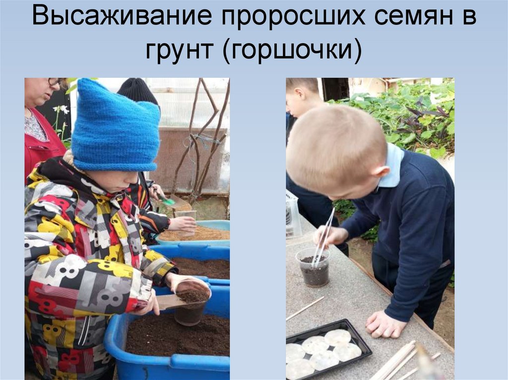 Высаживание проросших семян в грунт (горшочки)