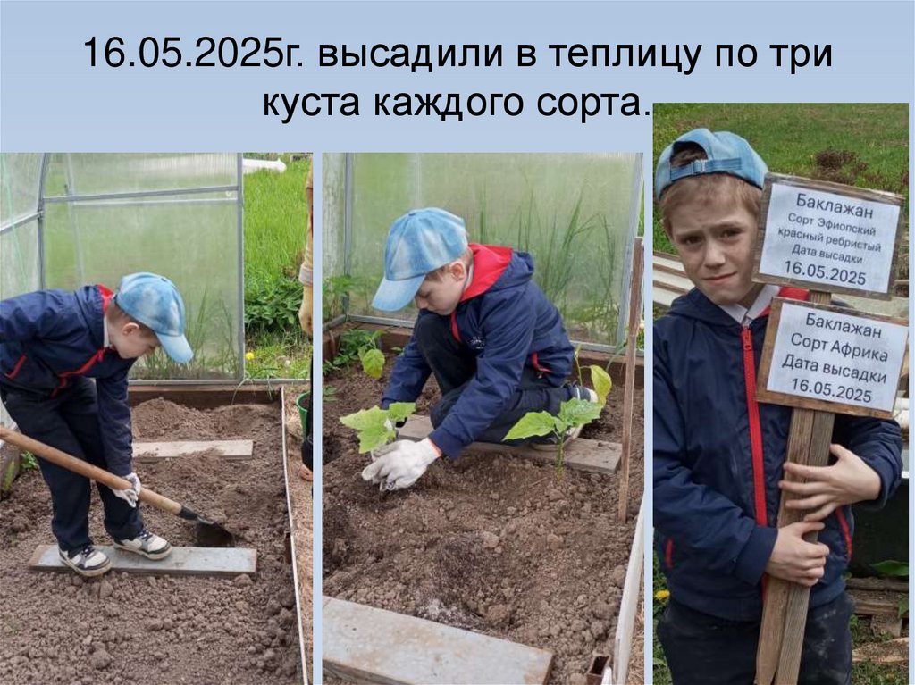16.05.2025г. высадили в теплицу по три куста каждого сорта.