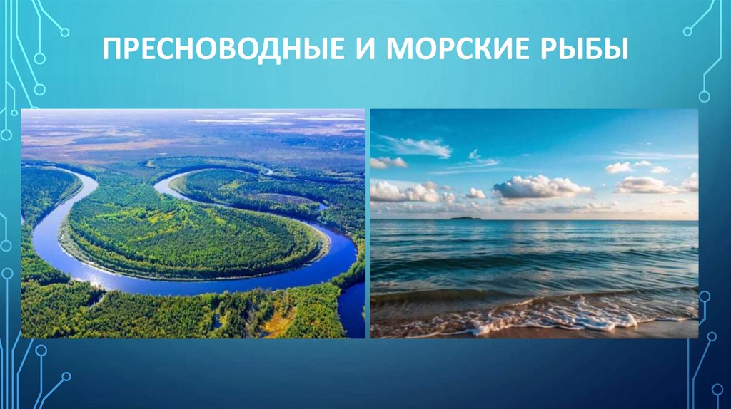 Пресноводные и морские рыбы