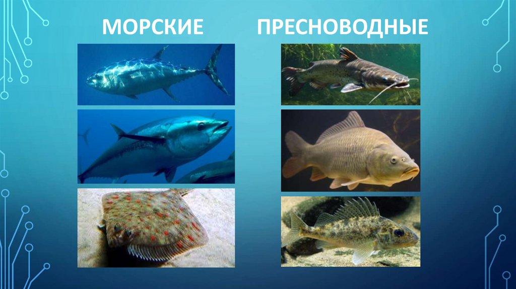 морские