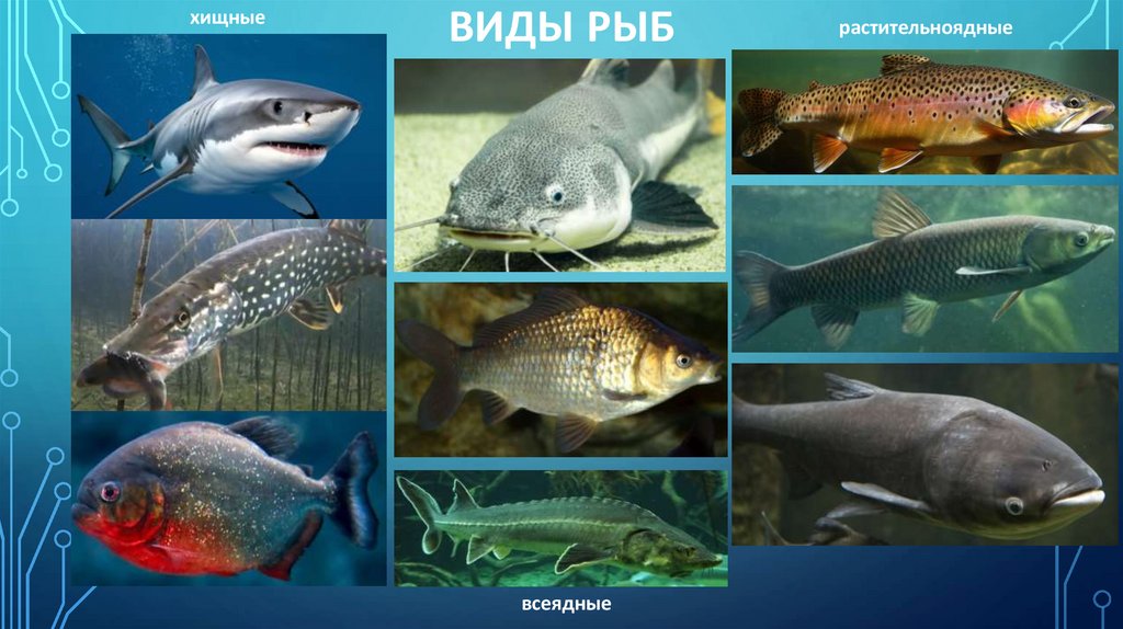 ВИДЫ РЫБ