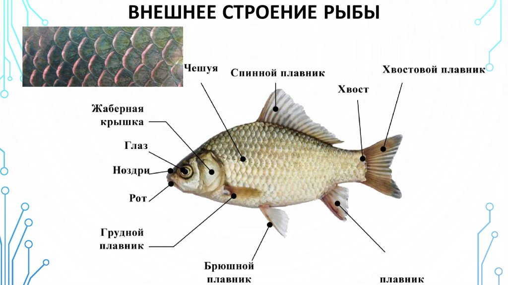 Внешнее строение рыбы