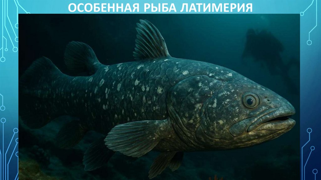 Особенная рыба латимерия