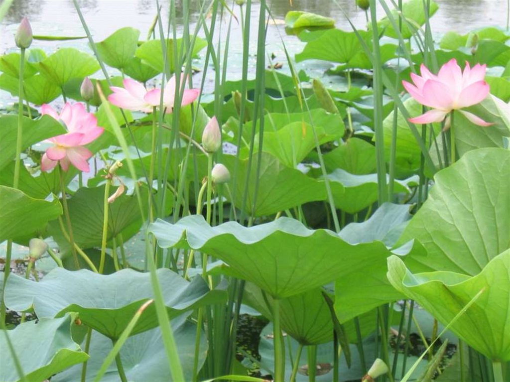 Благодарю за внимание!