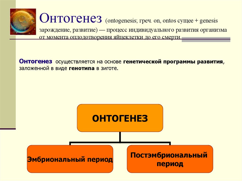 Онтогенез (ontogenesis; греч. on, ontos сущее + genesis зарождение, развитие) — процесс индивидуального развития организма от
