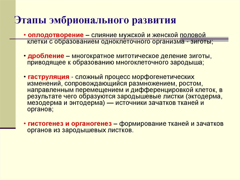 Этапы эмбрионального развития