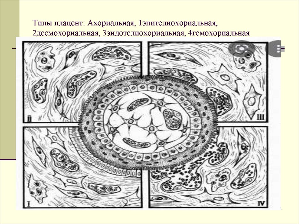 Типы плацент: Ахориальная, 1эпителиохориальная, 2десмохориальная, 3эндотелиохориальная, 4гемохориальная