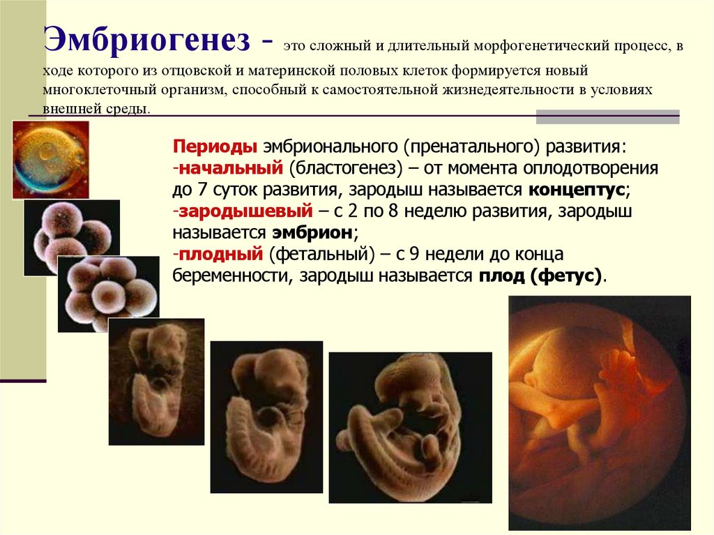 Эмбриогенез - это сложный и длительный морфогенетический процесс, в ходе которого из отцовской и материнской половых клеток