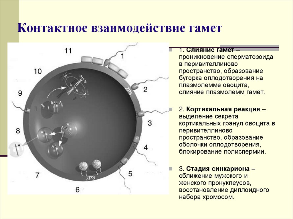 Контактное взаимодействие гамет
