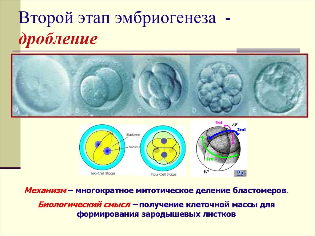 Второй этап эмбриогенеза - дробление