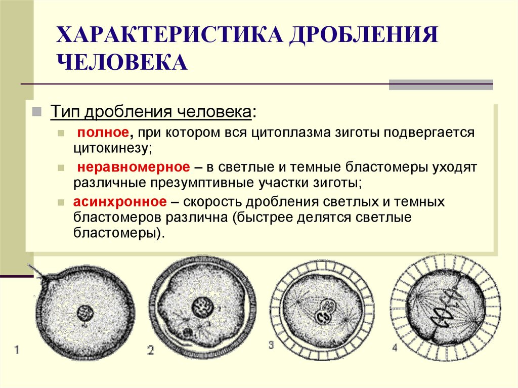ХАРАКТЕРИСТИКА ДРОБЛЕНИЯ ЧЕЛОВЕКА