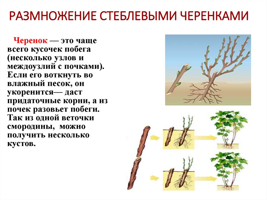 РАЗМНОЖЕНИЕ СТЕБЛЕВЫМИ ЧЕРЕНКАМИ
