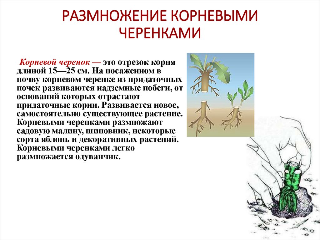 РАЗМНОЖЕНИЕ КОРНЕВЫМИ ЧЕРЕНКАМИ