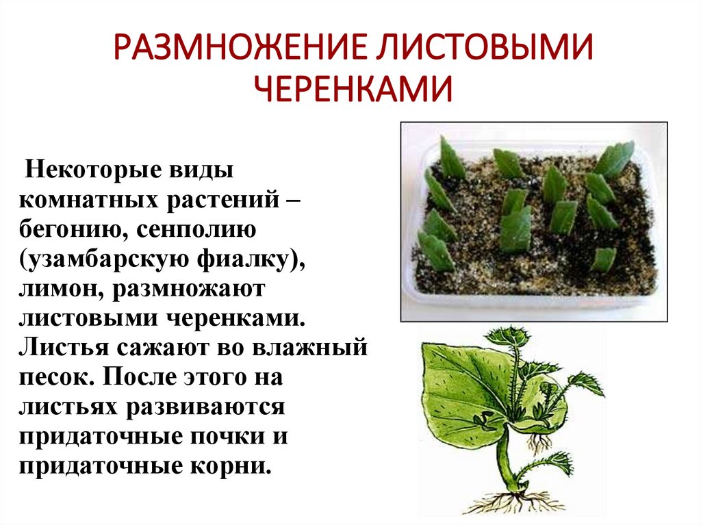 РАЗМНОЖЕНИЕ ЛИСТОВЫМИ ЧЕРЕНКАМИ