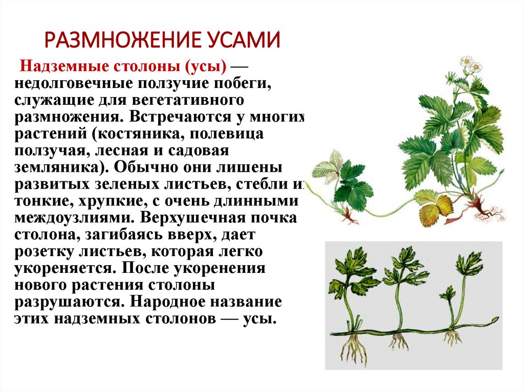 РАЗМНОЖЕНИЕ УСАМИ