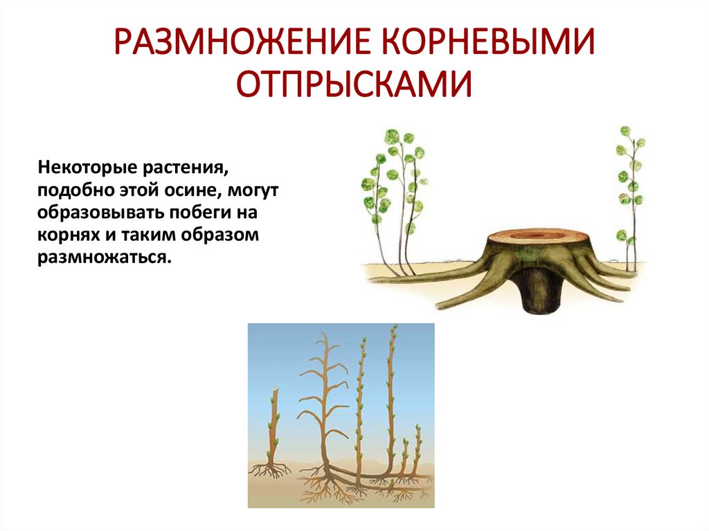 РАЗМНОЖЕНИЕ КОРНЕВЫМИ ОТПРЫСКАМИ