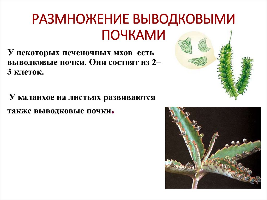 РАЗМНОЖЕНИЕ ВЫВОДКОВЫМИ ПОЧКАМИ