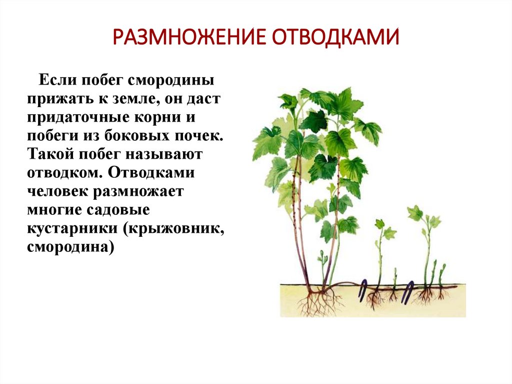 РАЗМНОЖЕНИЕ ОТВОДКАМИ