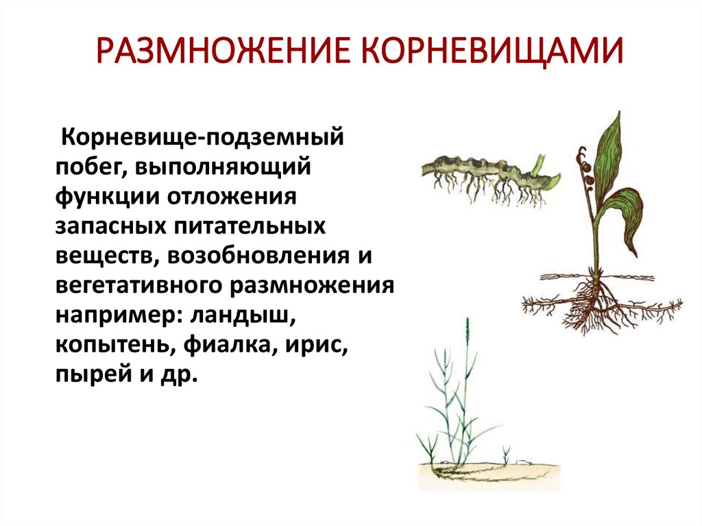 РАЗМНОЖЕНИЕ КОРНЕВИЩАМИ