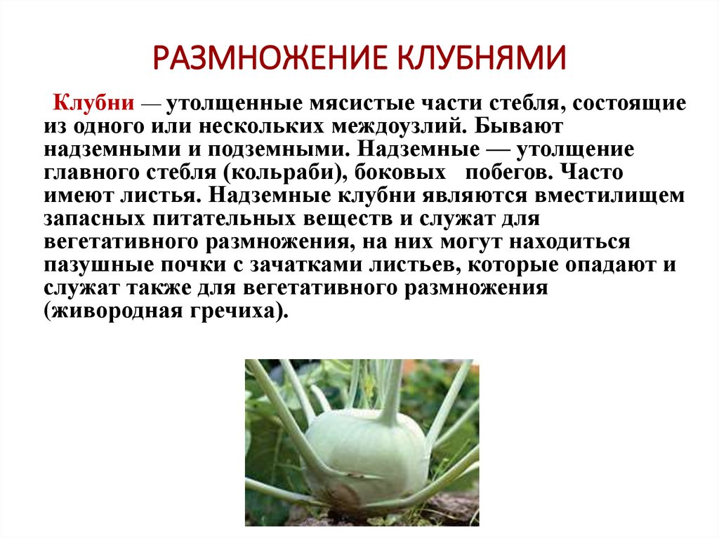 РАЗМНОЖЕНИЕ КЛУБНЯМИ