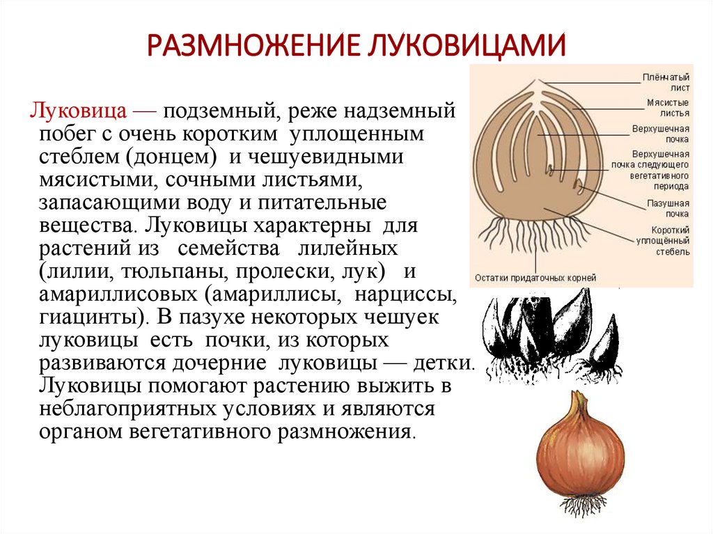 РАЗМНОЖЕНИЕ ЛУКОВИЦАМИ