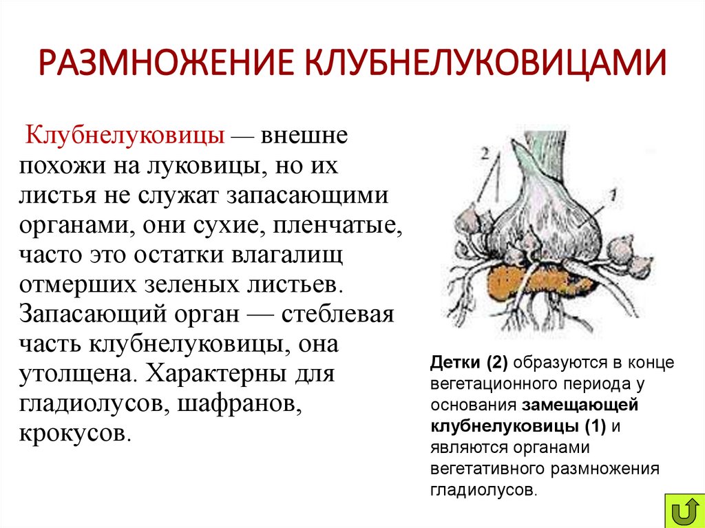 РАЗМНОЖЕНИЕ КЛУБНЕЛУКОВИЦАМИ