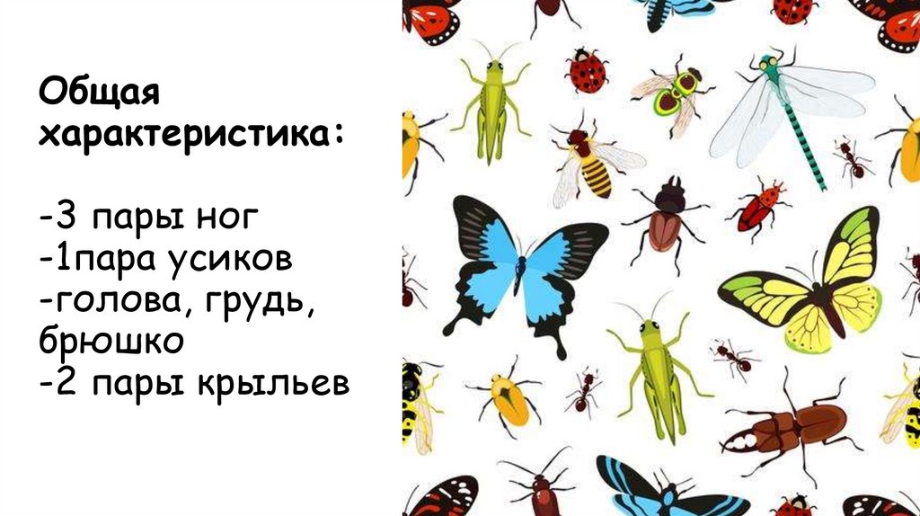 Общая характеристика: -3 пары ног -1пара усиков -голова, грудь, брюшко -2 пары крыльев