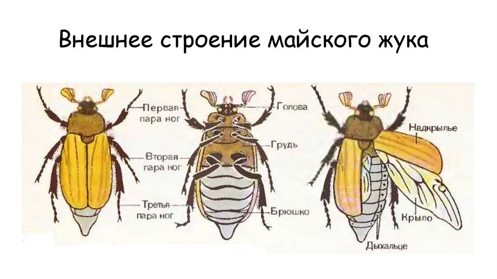 Внешнее строение майского жука