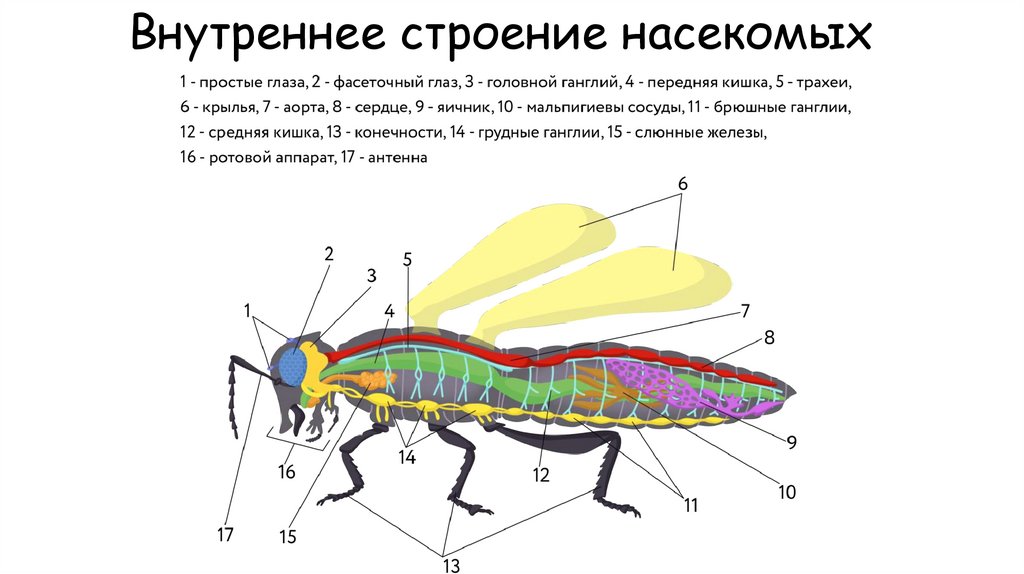 Внутреннее строение насекомых