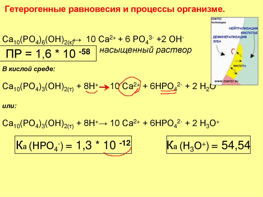 Гетерогенные равновесия и процессы организме.