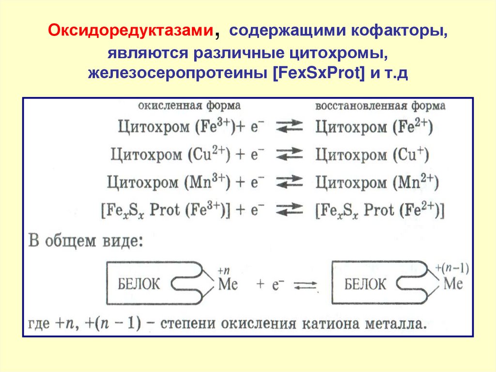Оксидоредуктазами, содержащими кофакторы, являются различные цитохромы, железосеропротеины [FexSxProt] и т.д