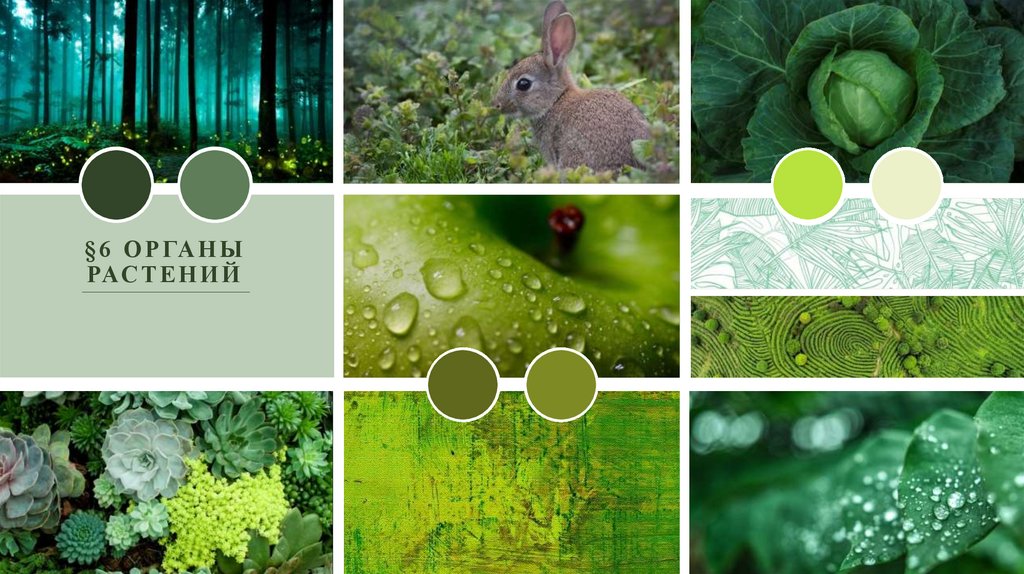 §6 Органы растений