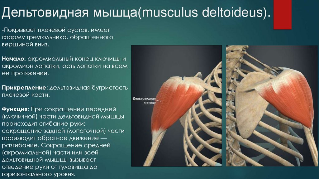 Дельтовидная мышца(musculus deltoideus).
