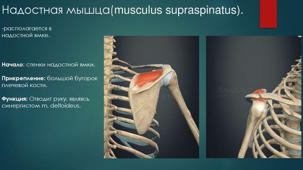 Надостная мышца(musculus supraspinatus).