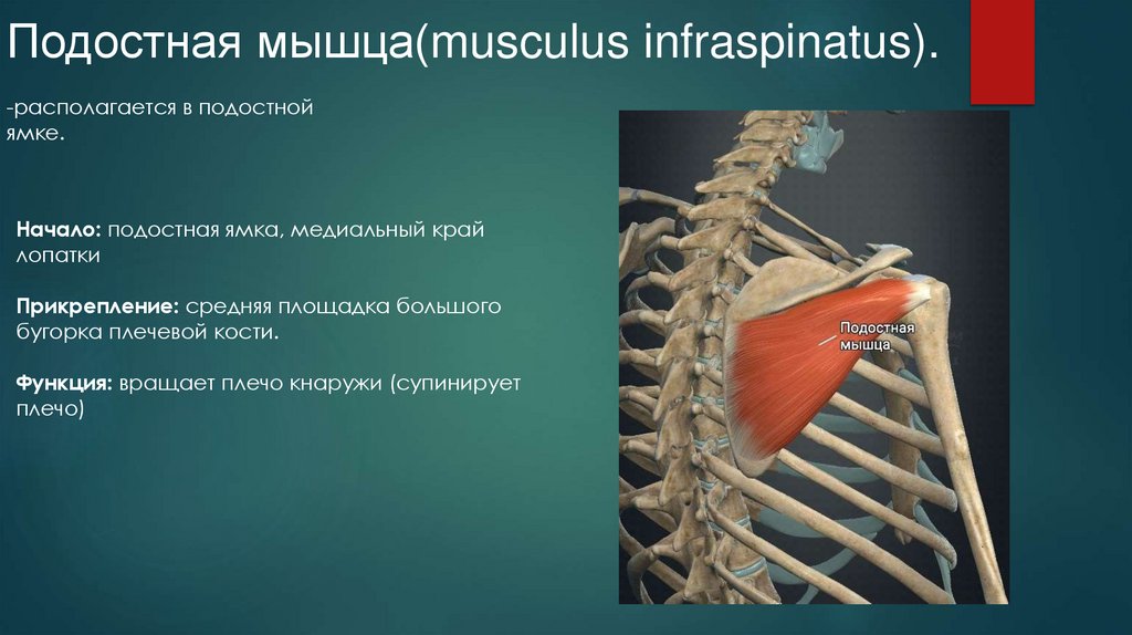 Подостная мышца(musculus infraspinatus).