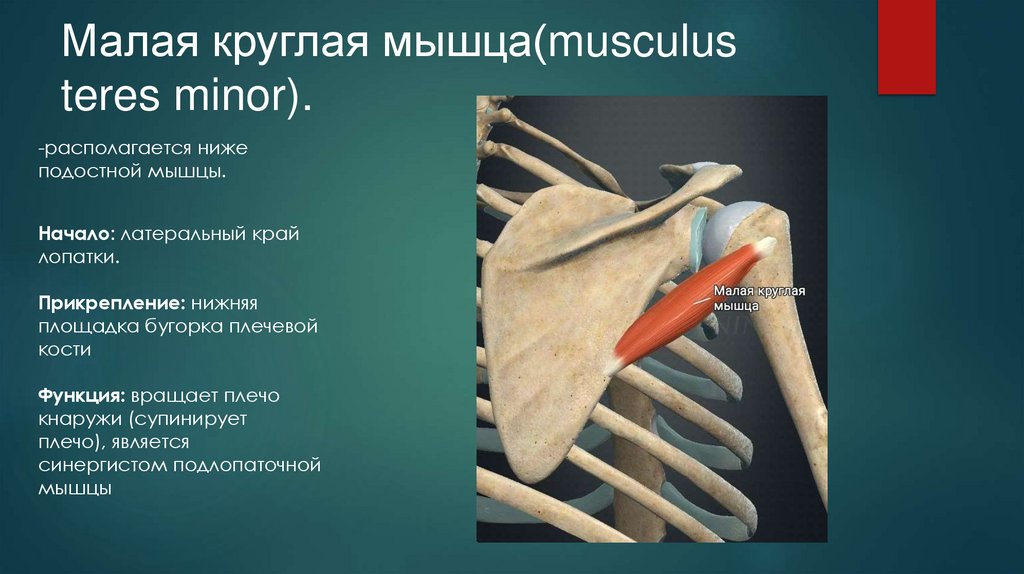 Малая круглая мышца(musculus teres minor).
