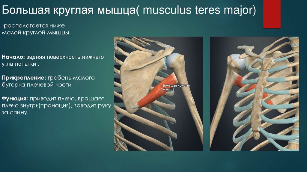 Большая круглая мышца( musculus teres major)