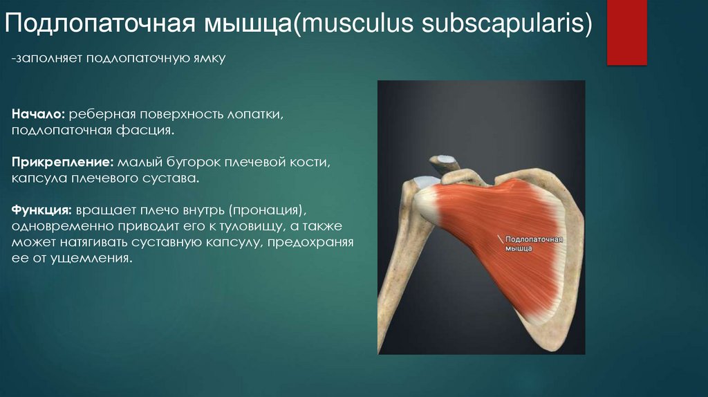 Подлопаточная мышца(musculus subscapularis)