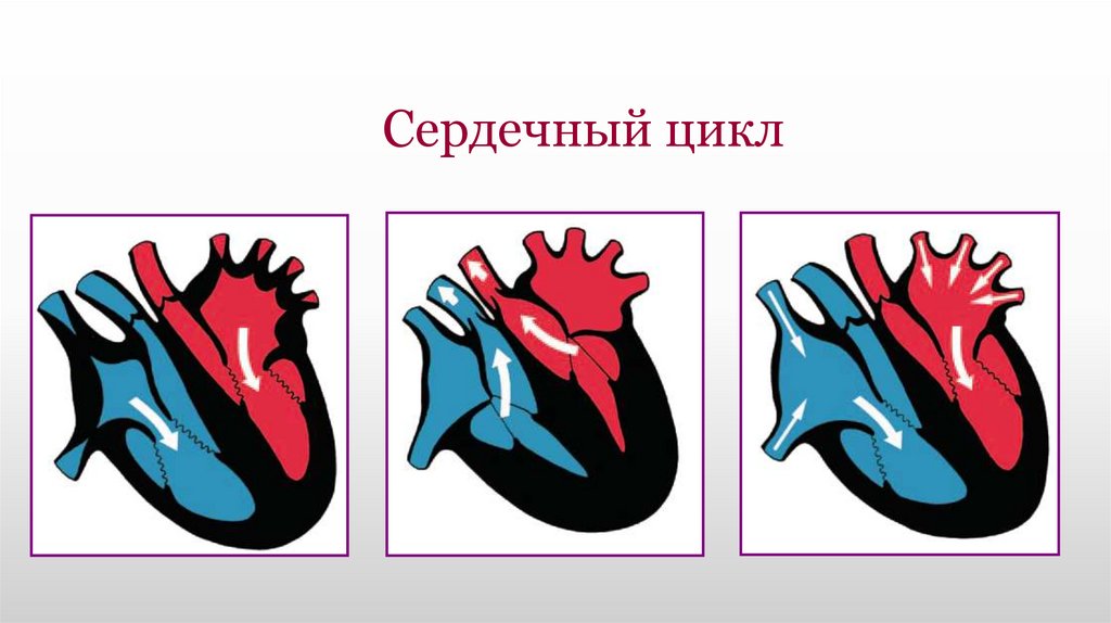 Сердечный цикл