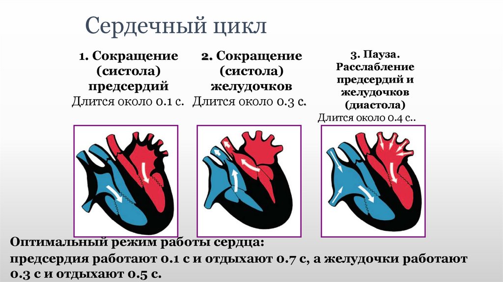 Сердечный цикл