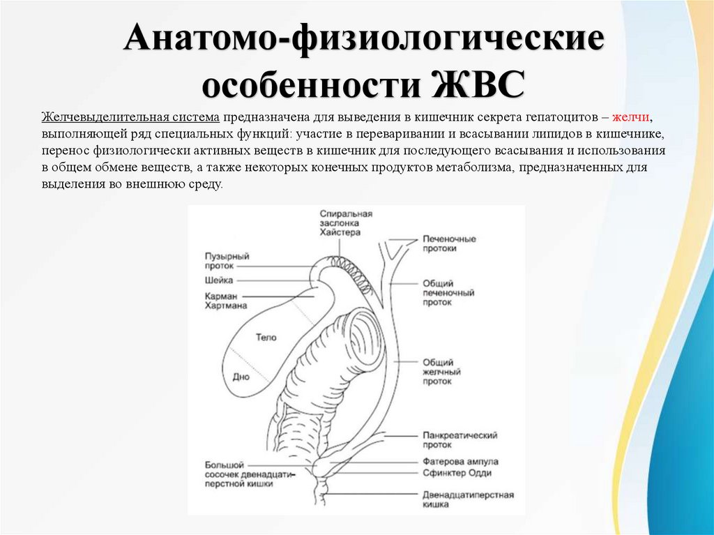 Анатомо-физиологические особенности ЖВС