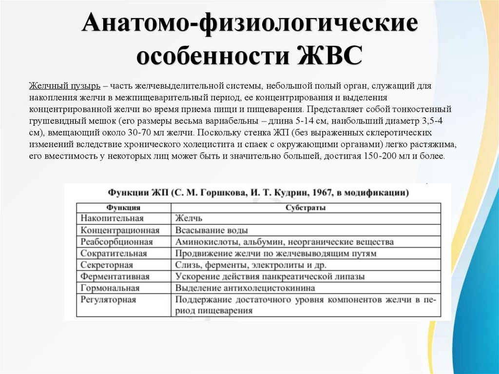 Анатомо-физиологические особенности ЖВС