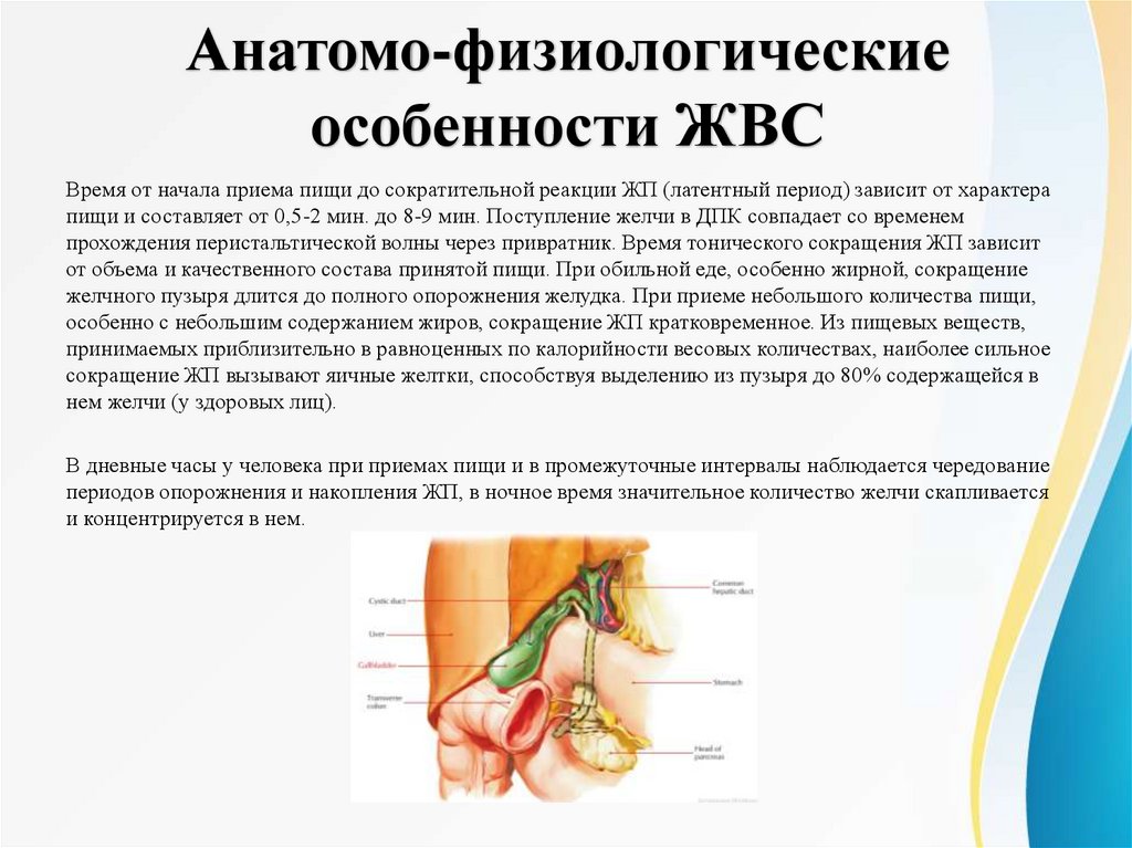Анатомо-физиологические особенности ЖВС