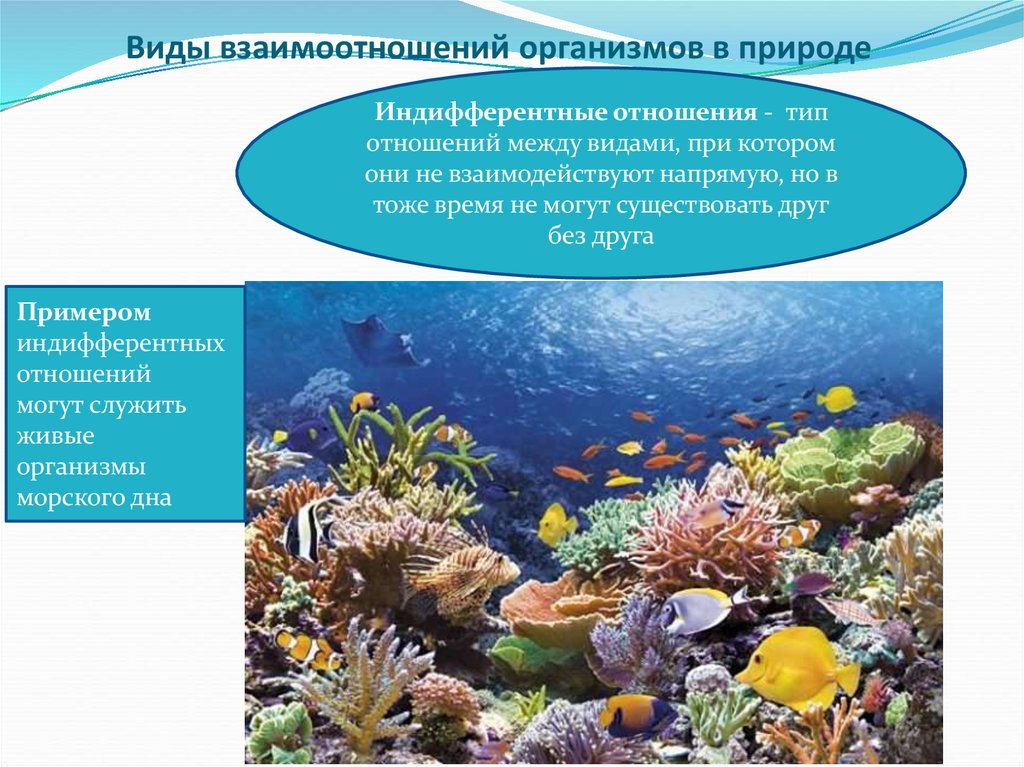 Виды взаимоотношений организмов в природе