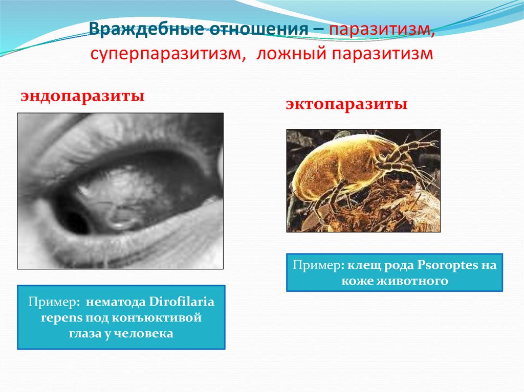 Враждебные отношения – паразитизм, суперпаразитизм, ложный паразитизм