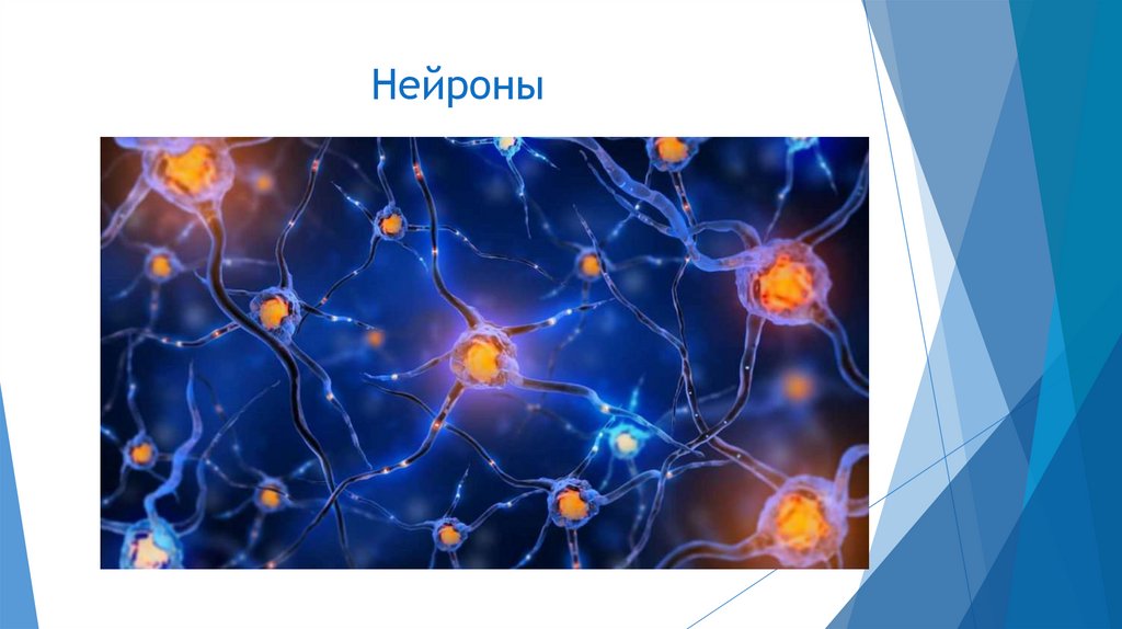 Нервная ткань