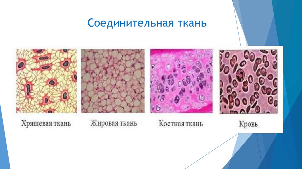 Соединительная ткань